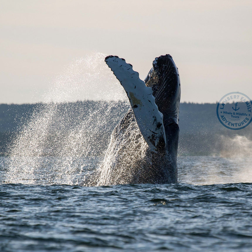 Whale & Wildlife Tour