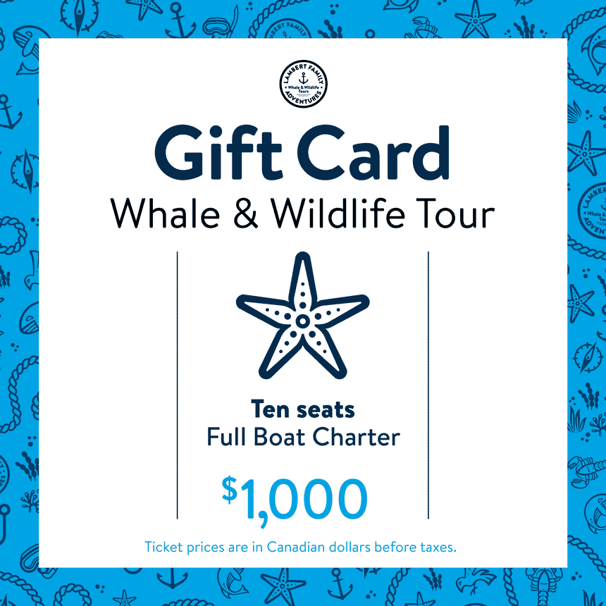 Whale & Wildlife Tour Gift Card